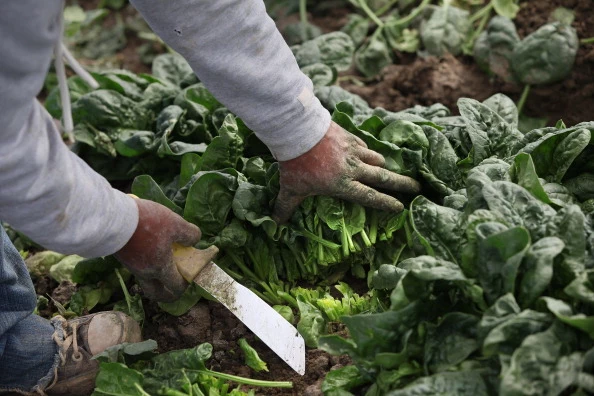 Colorado Farm Suffers As Immigrant Workforce Diminishes