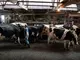 500 Acre Dairy Farm Milks 110 Cows