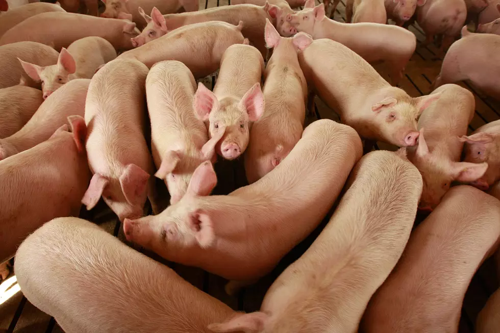 Mandatory Conservation and India Potential U.S. Pork Market