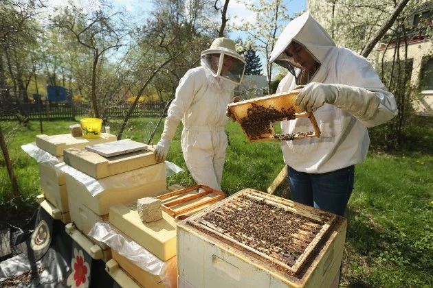 Beekeepers Report Higher Loss Rates In Bee Populations