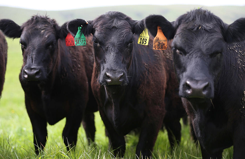 World Meat Congress; USDA Cattle Survey in January