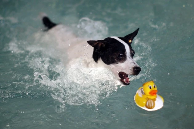 dog swimming dog swimming