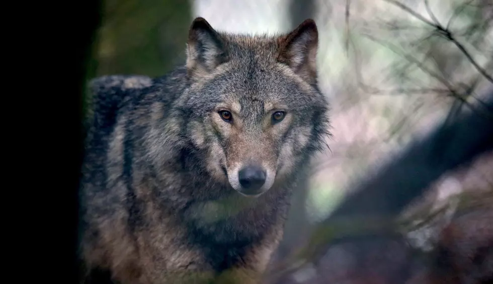 Delisting Wolves; ESA Debate and Chinese Take U.S. Rice