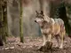 Iconic PNW Wildlife & Sea Creatures - Oregon Gray Wolf