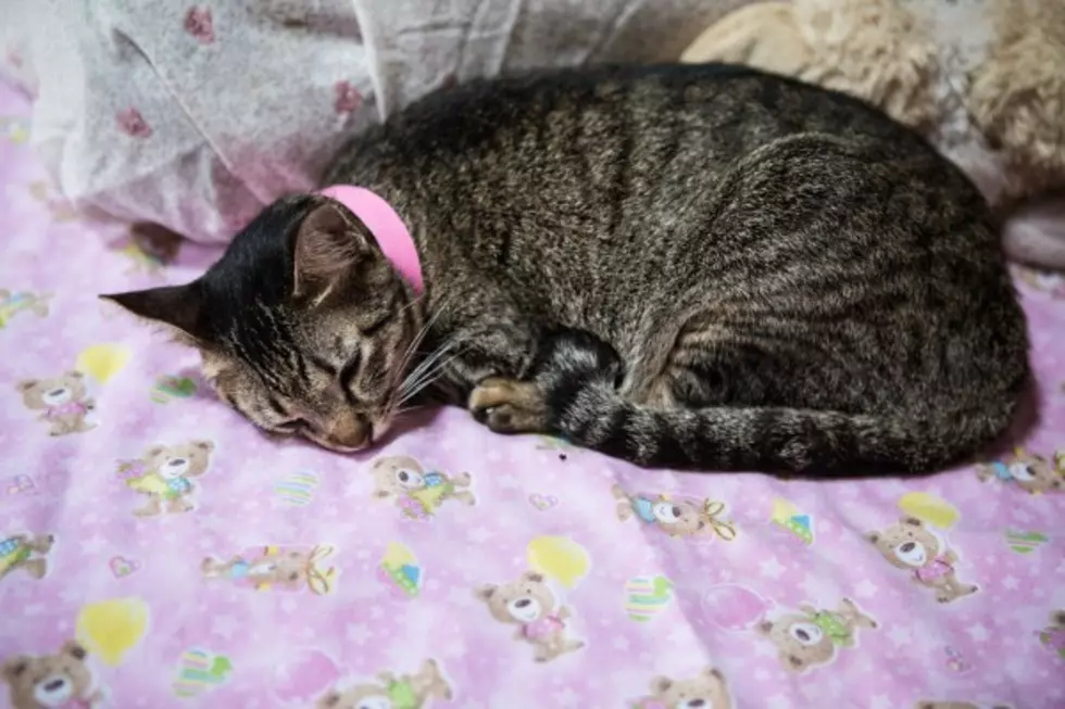Make Sure Disaster Planning Includes Your Pets