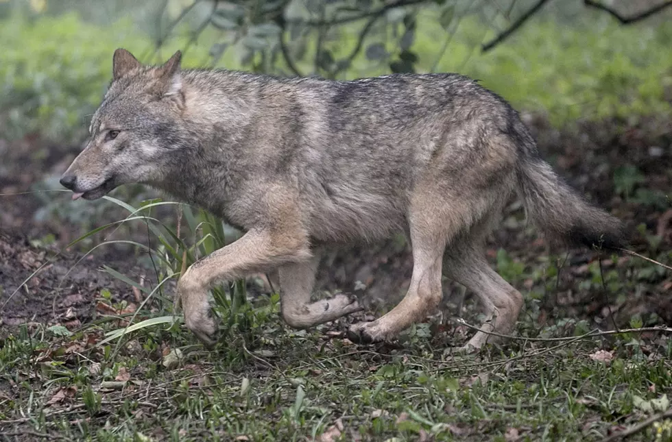 Colville Expand Tribal Wolf Hunting in Northeast Washington