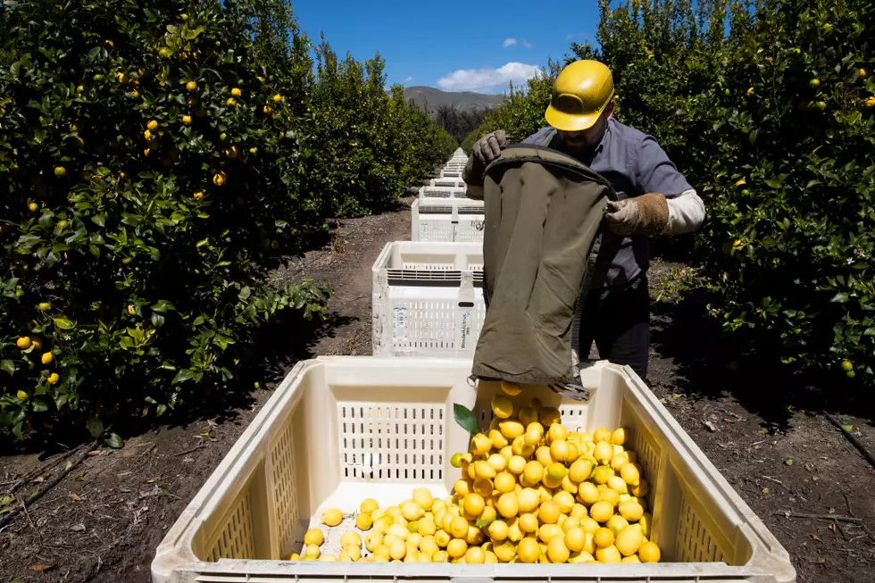 Ag News: California Grant Proposals and African Swine Fever Protection