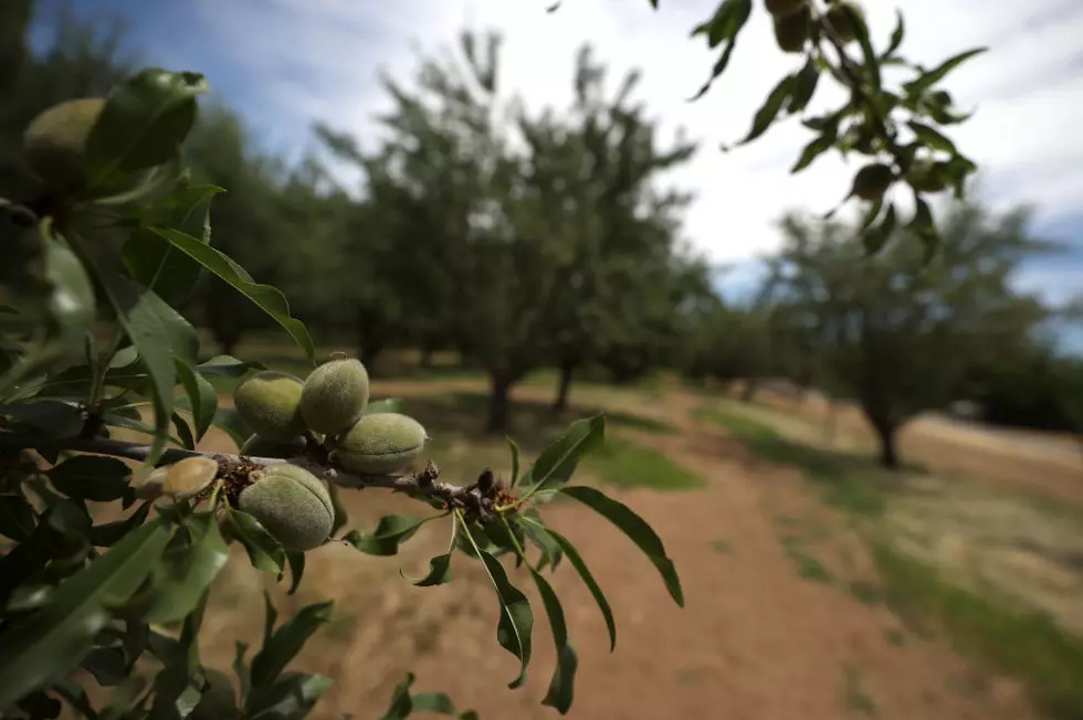 Almond Growers Diversify and Dairy Methane Capture Improves