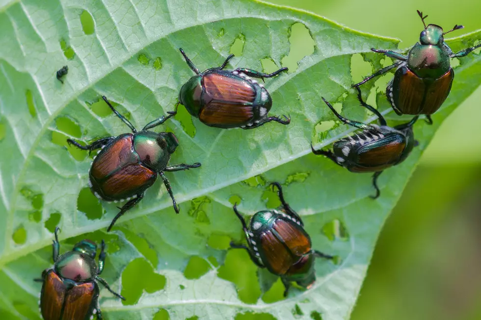 WA’s First Japanese Beetles & Reactions to India’s Trade Announcement