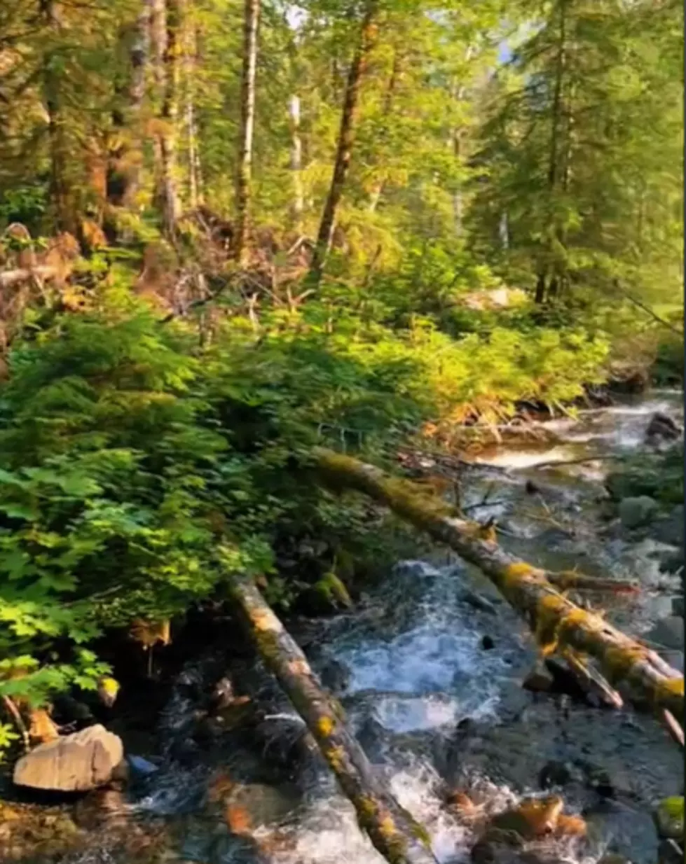 Public Lands Offer More Opportunities for Holiday Firewood and Trees