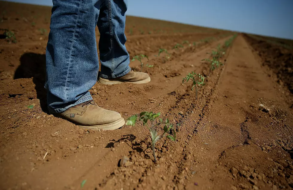Southern Blight in Tomatoes and High Temps in Late August