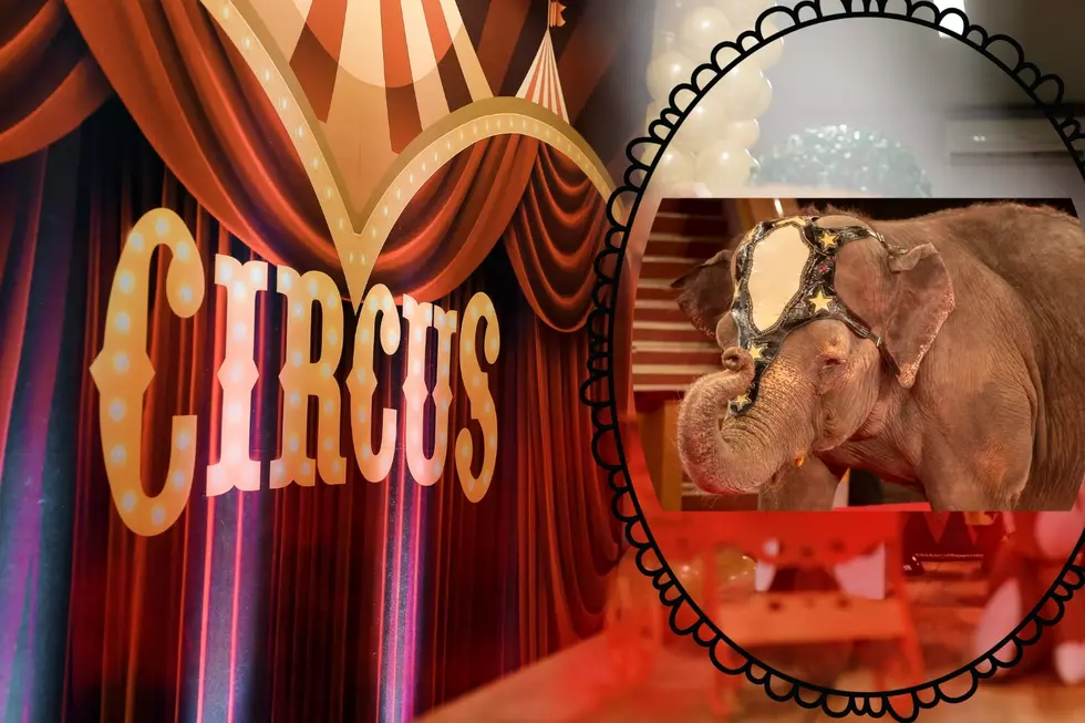 New WA State Law Officially Bans Traveling Circuses from Using These 4 Animals