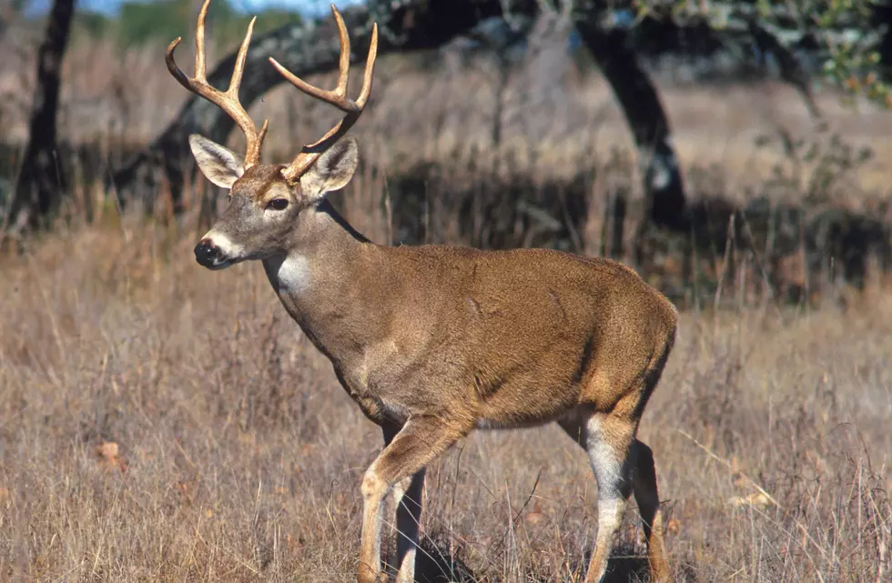 Changes To Deer Hunts In Eastern Oregon
