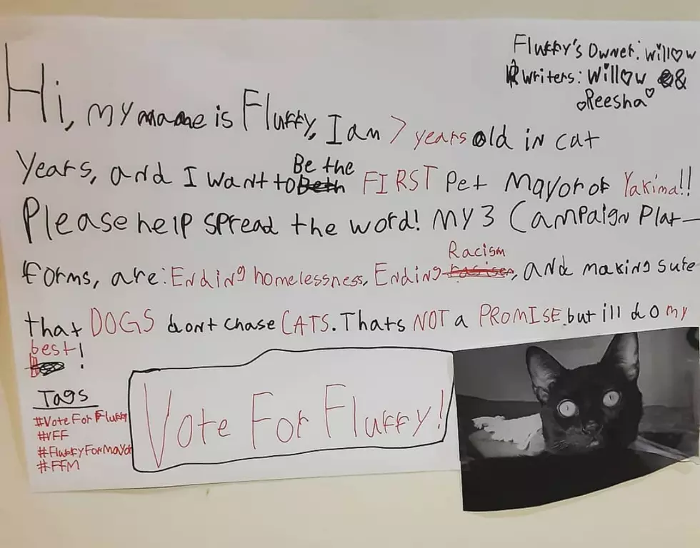 Filing Week: Can We Let This Cat Run for Mayor (of Yakima)?